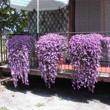 Kudrnaté květiny na zahradu - názvy a popisy, jak vybrat ten správn...